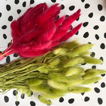 Load image into Gallery viewer, Bunny Tail Stems - Dried Bloom - 20 Stems (Short Stem)
